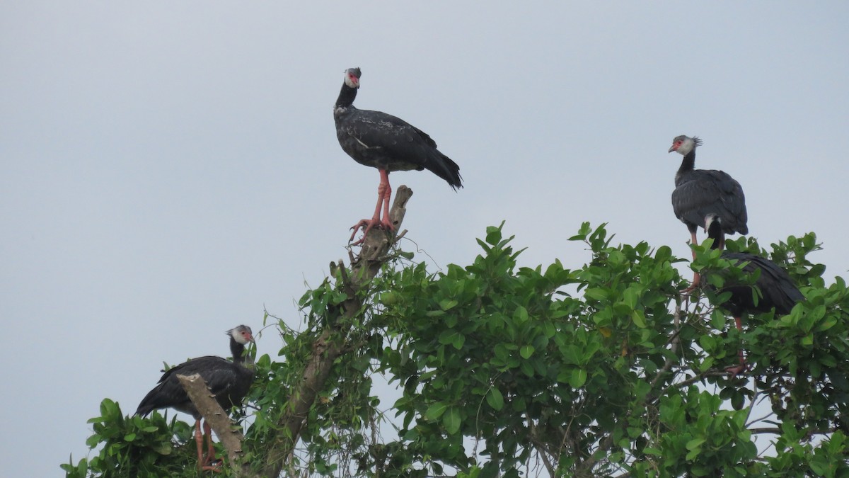 Weißwangen-Wehrvogel - ML140994251