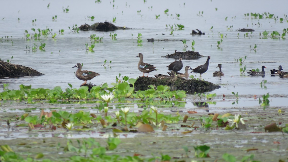 Blue-winged Teal - ML140994401