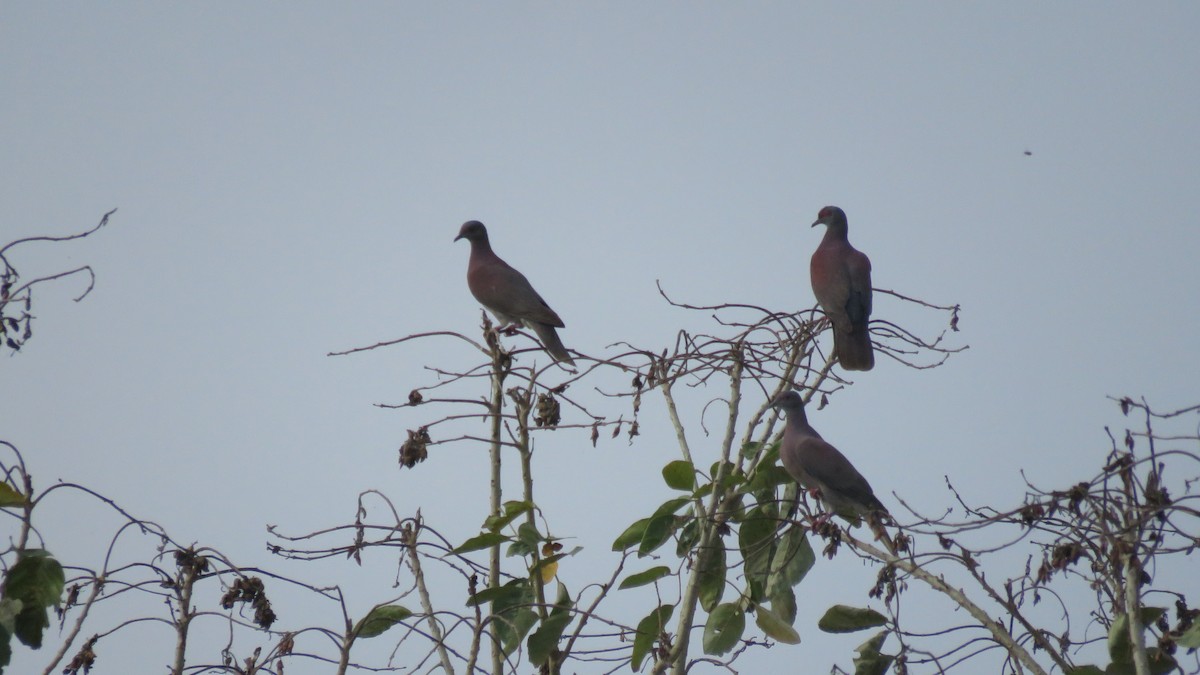 Pale-vented Pigeon - ML140994431