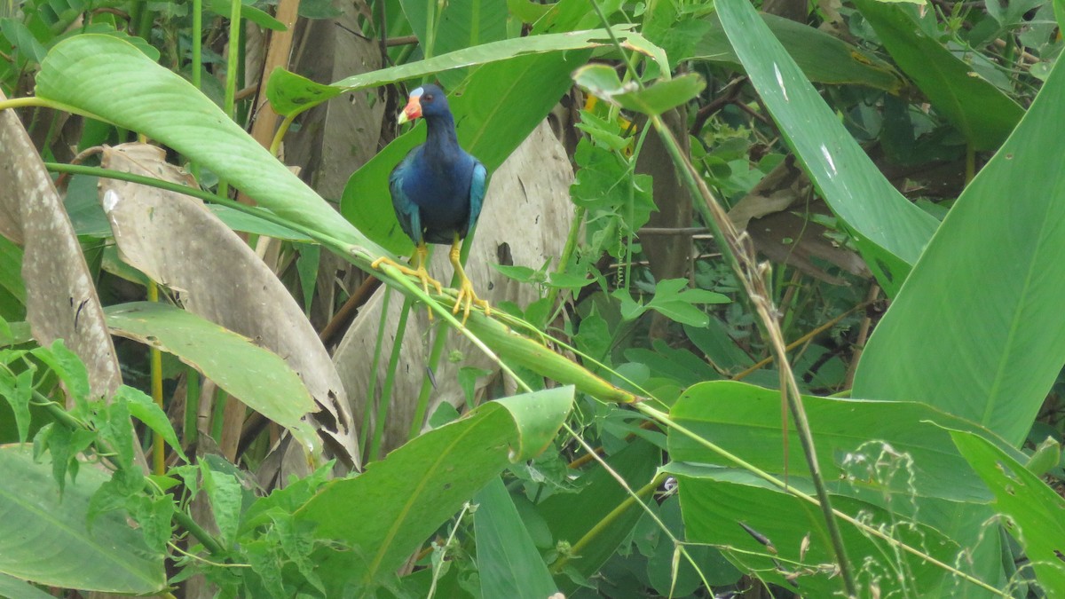 Purple Gallinule - ML140995101