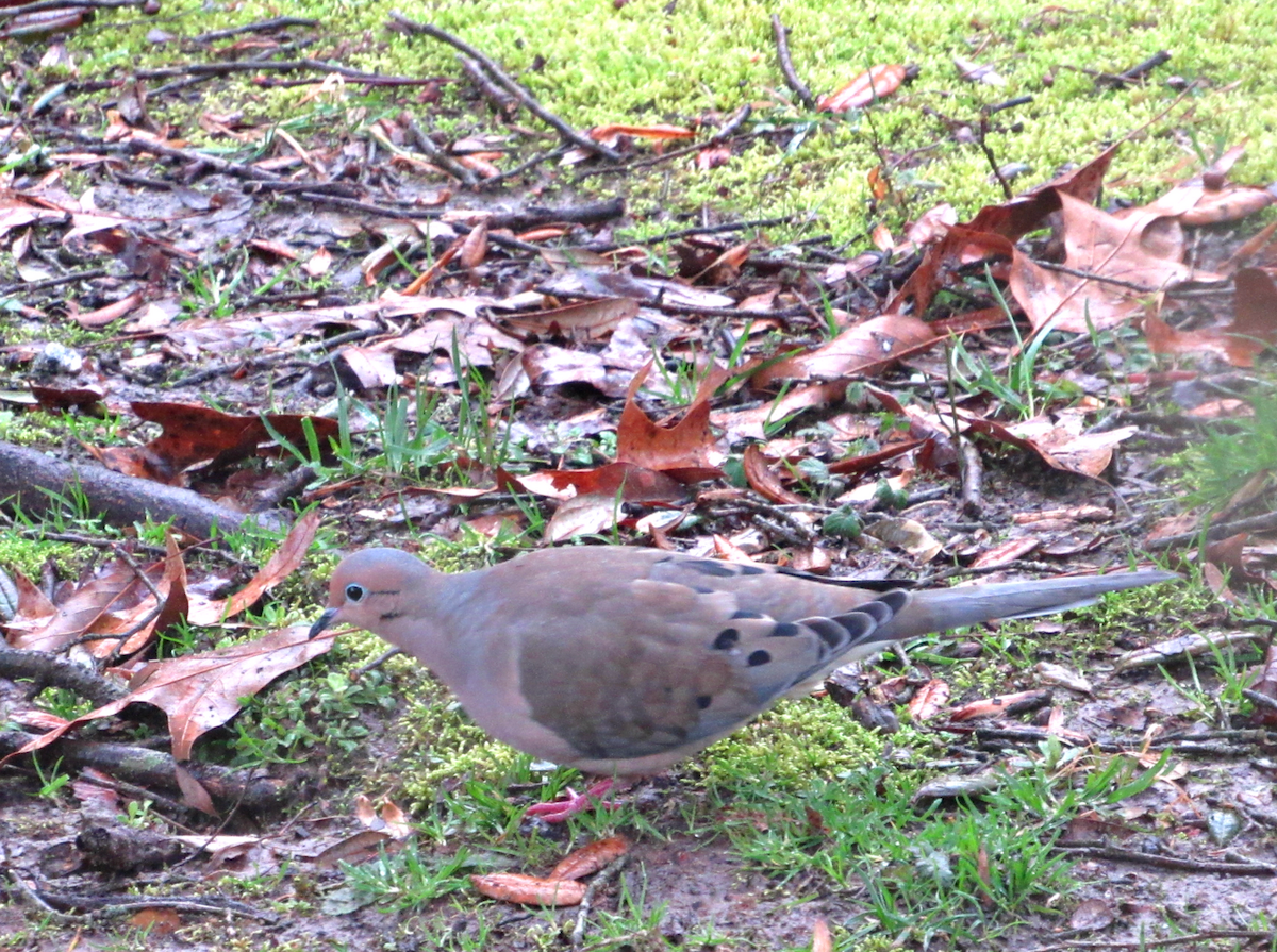 Mourning Dove - ML140995411