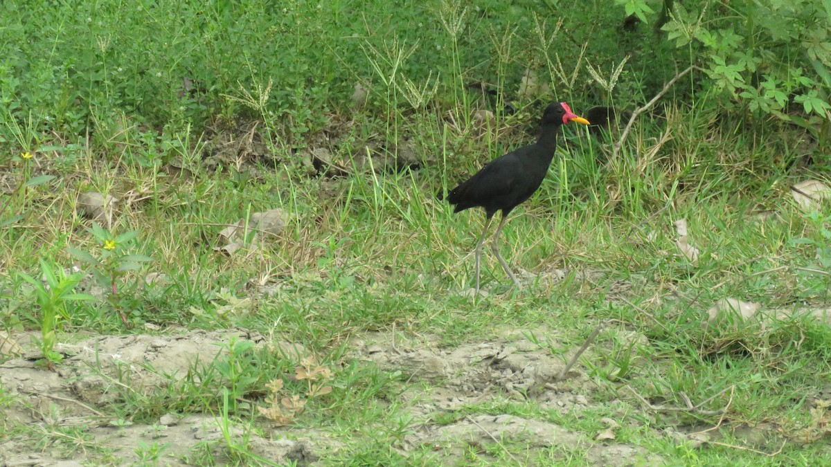 Wattled Jacana - ML140995781