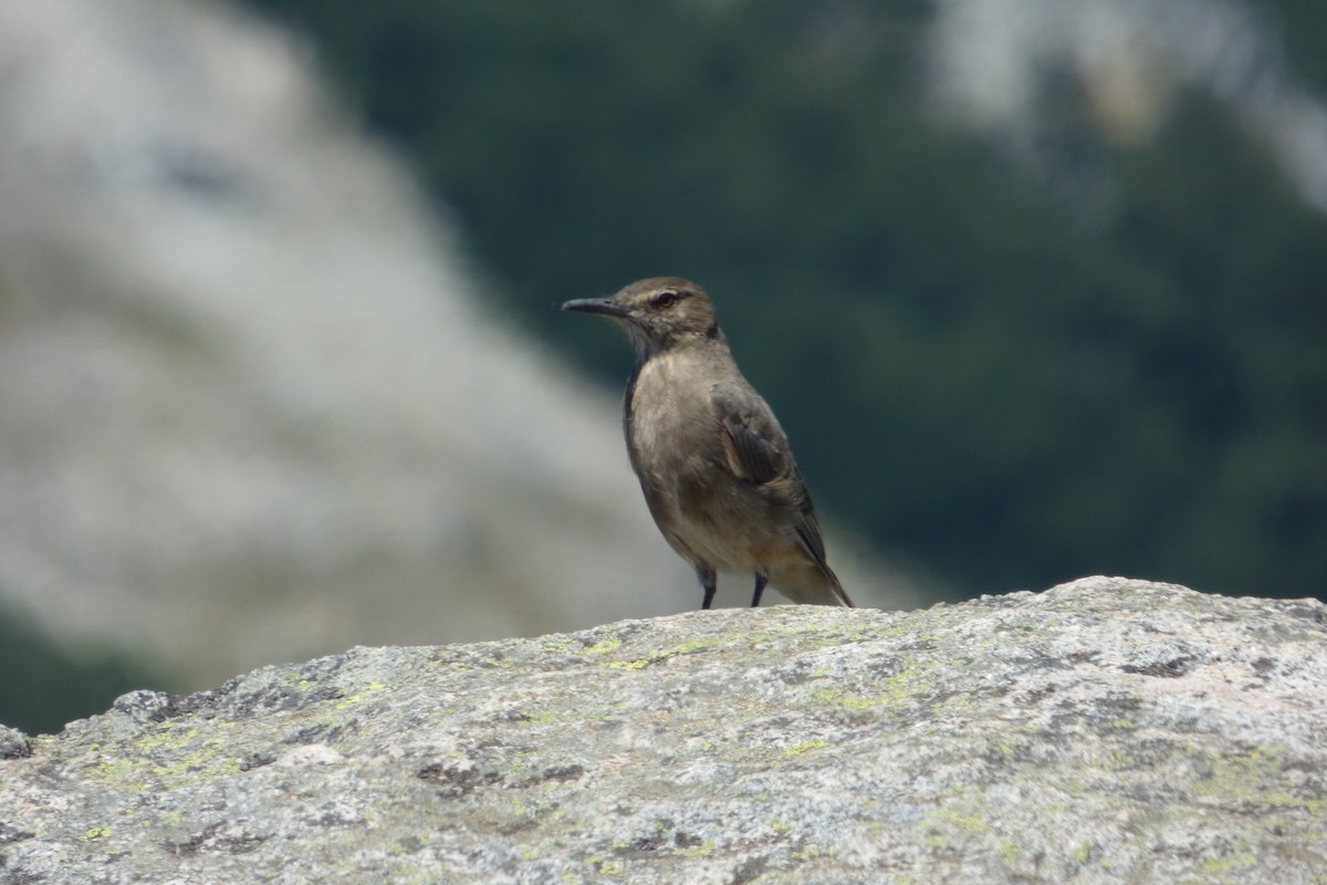 Black-billed Shrike-Tyrant - ML140996521