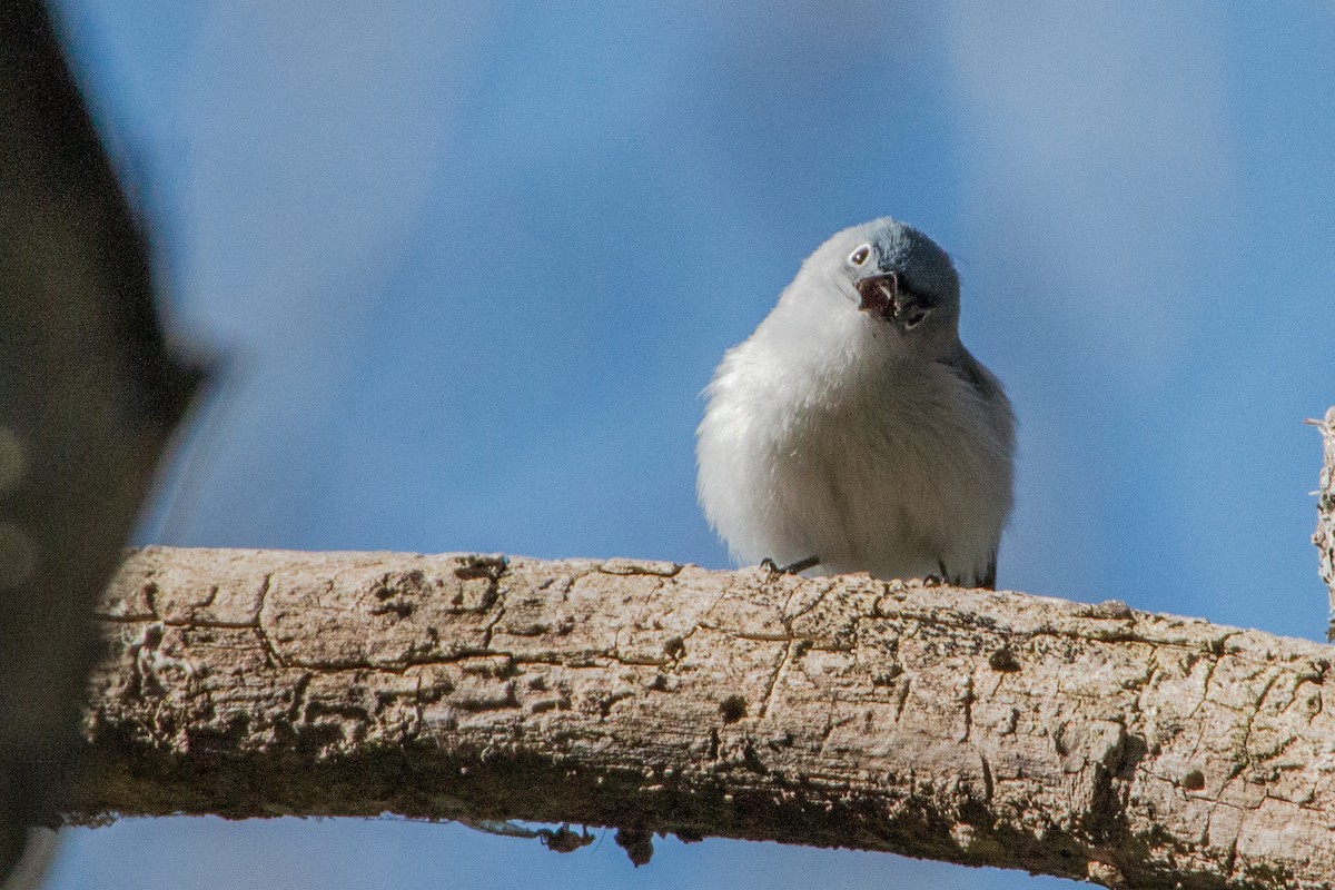 Blue-gray Gnatcatcher - ML140997131