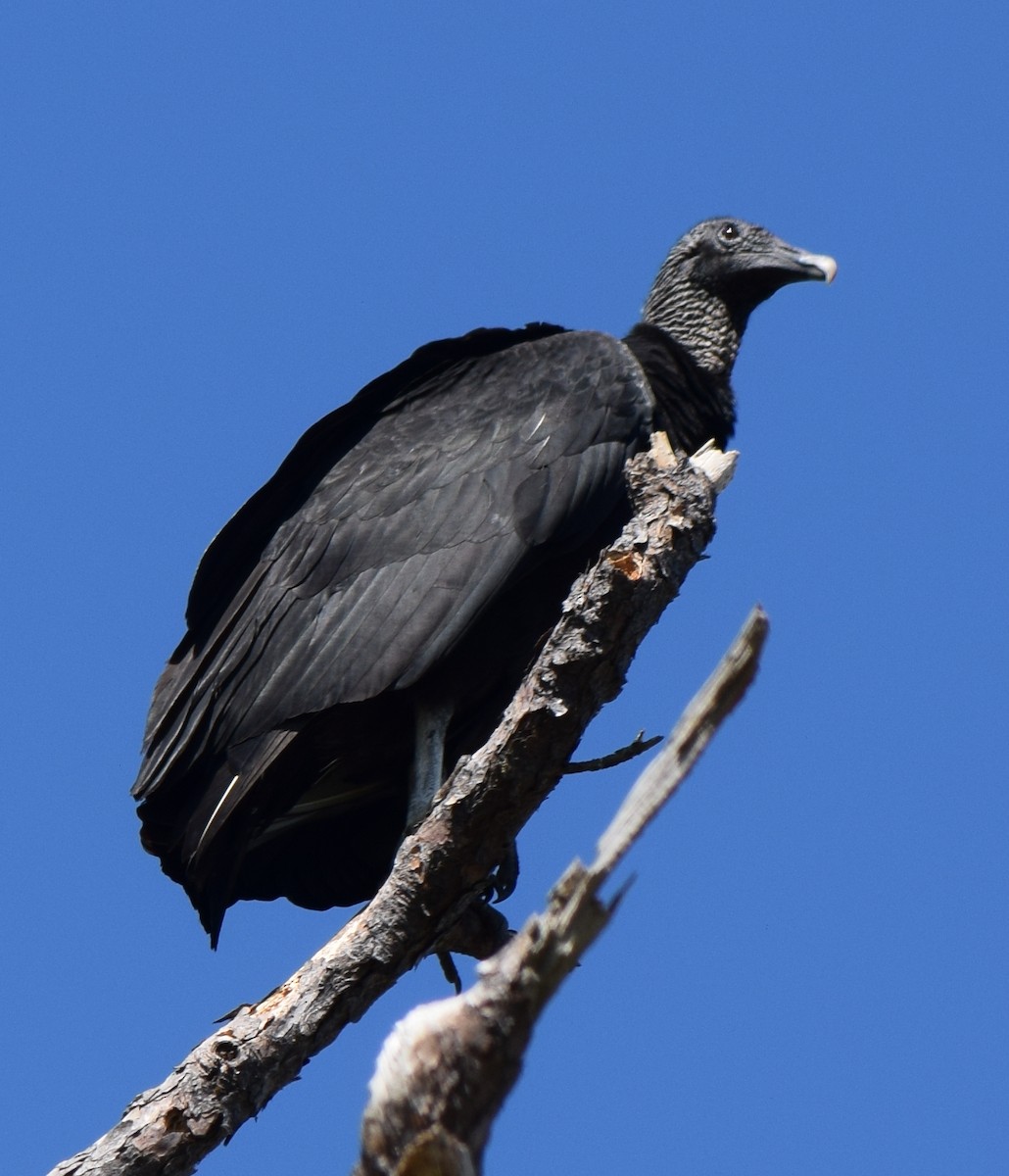 Black Vulture - ML140997211