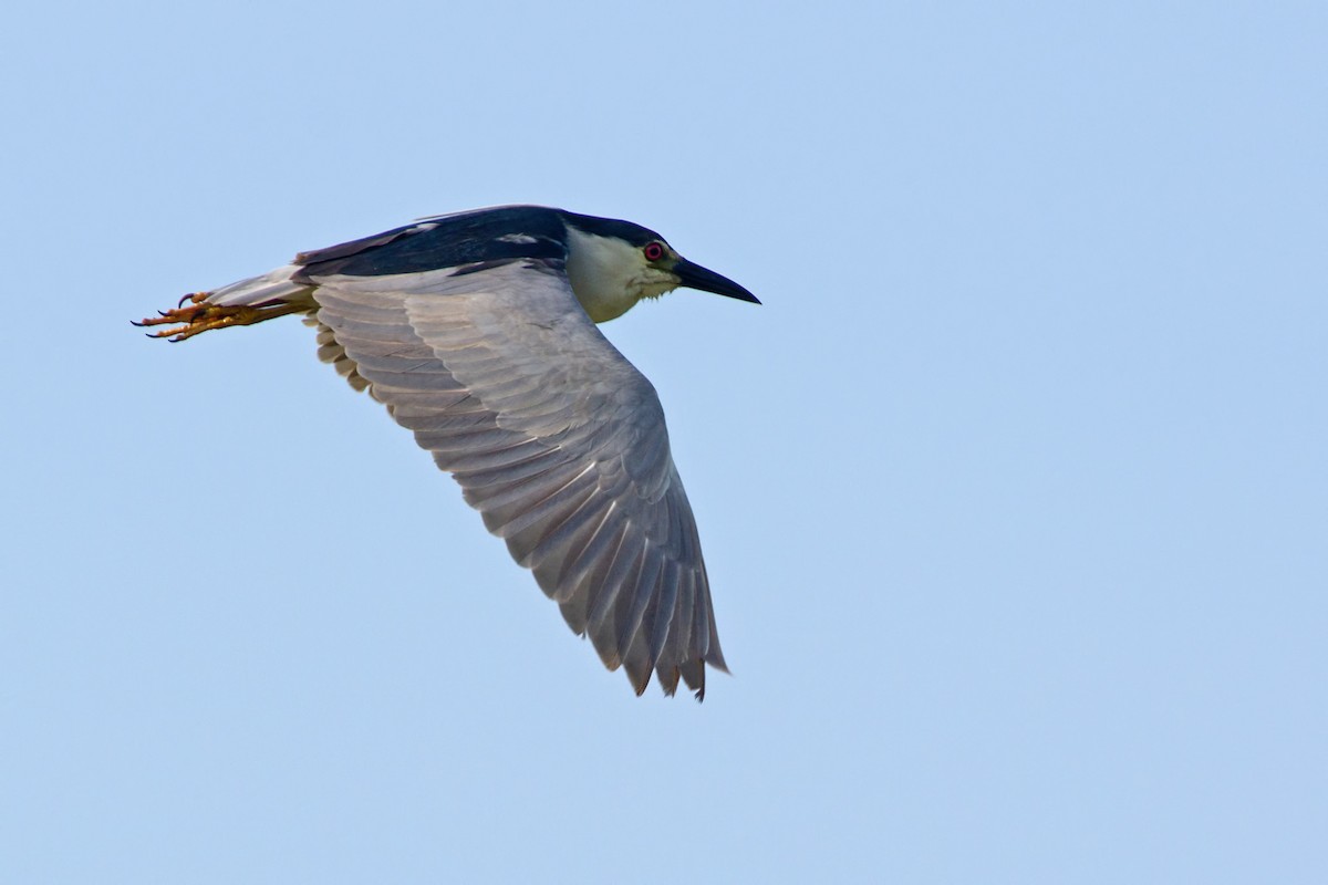 Black-crowned Night Heron - ML140997451