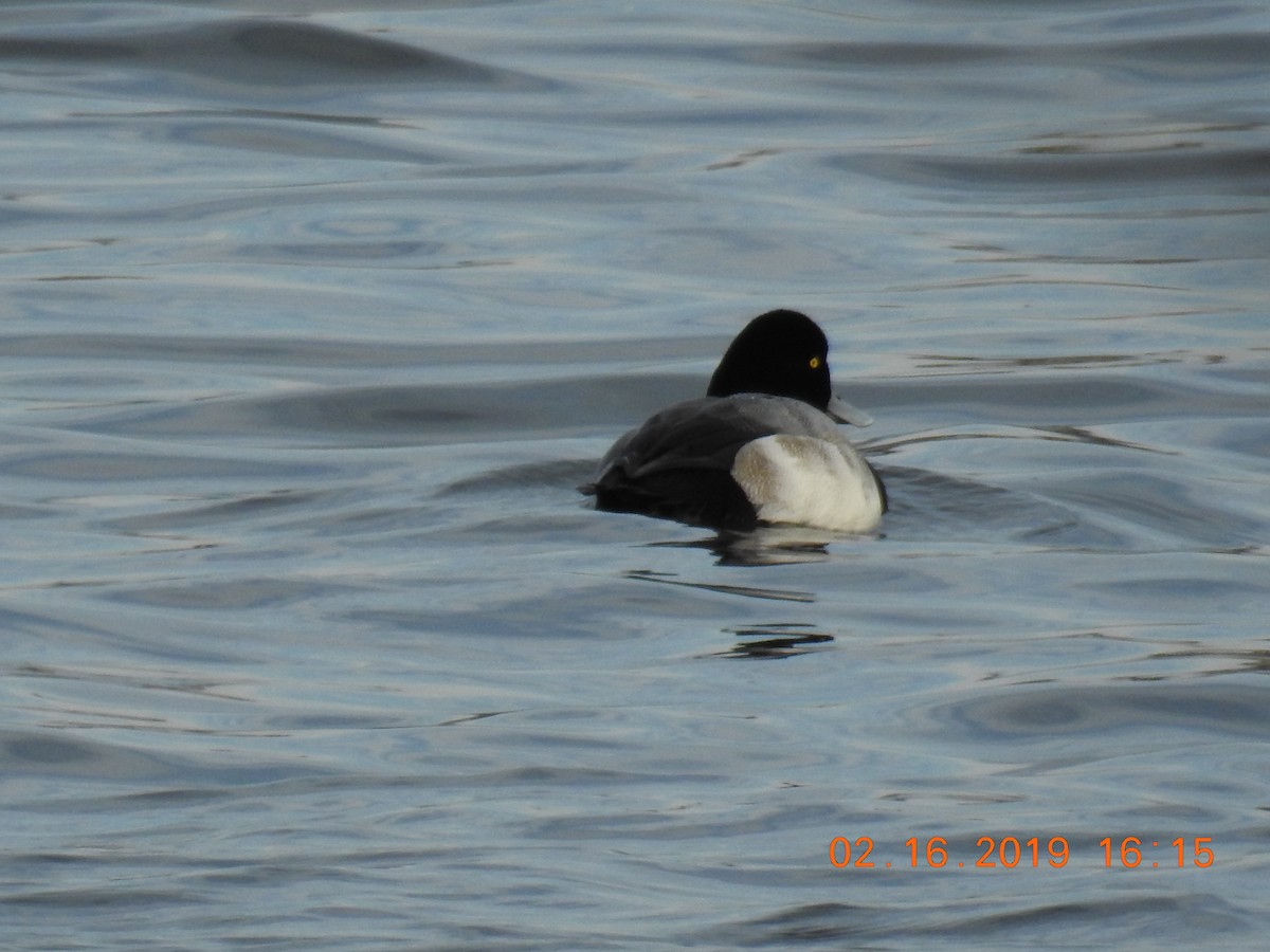 Greater Scaup - Dan Stone