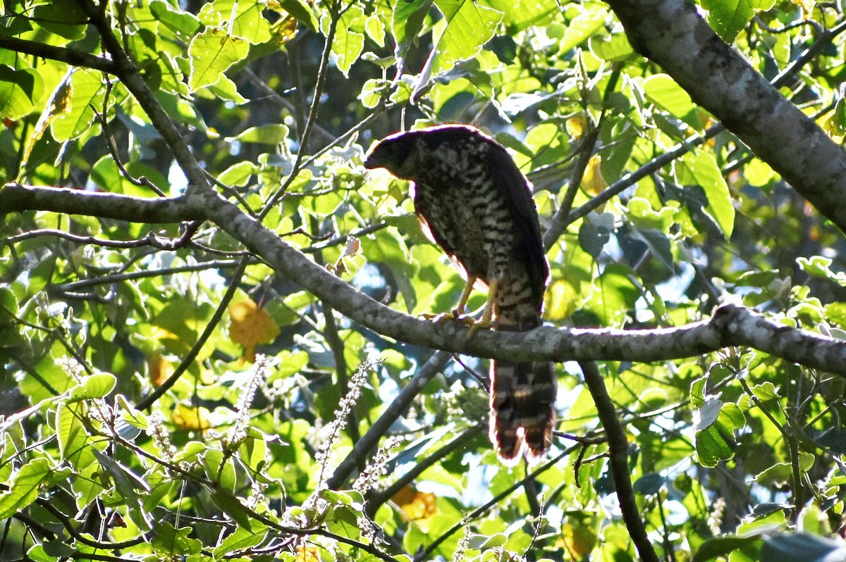 Collared Forest-Falcon - ML140997581