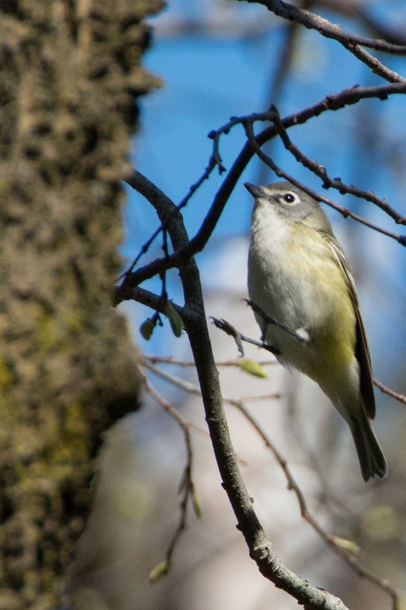 Blue-headed Vireo - ML140997591