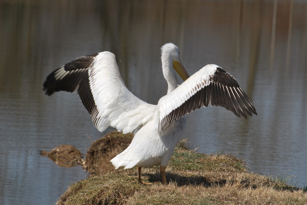 pelikán severoamerický - ML140998191