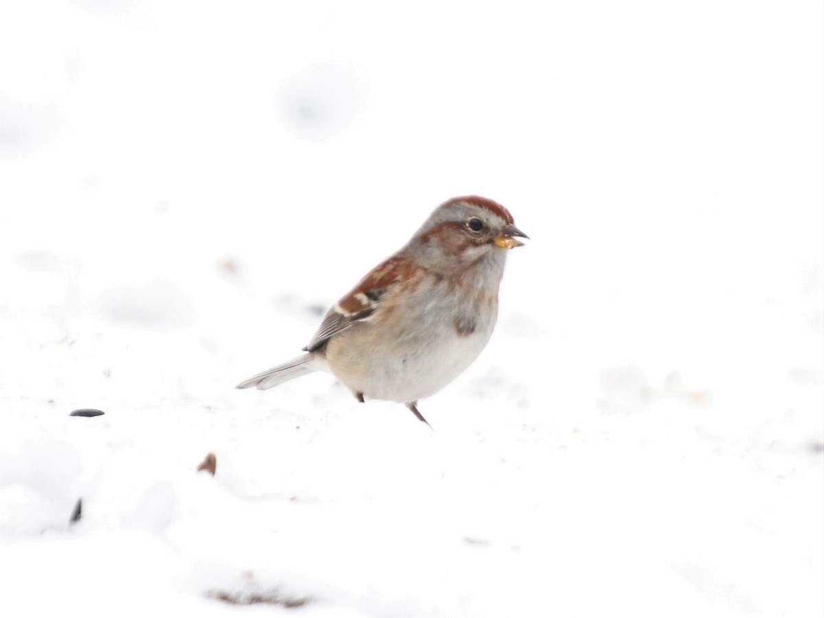 American Tree Sparrow - Dominick Fenech