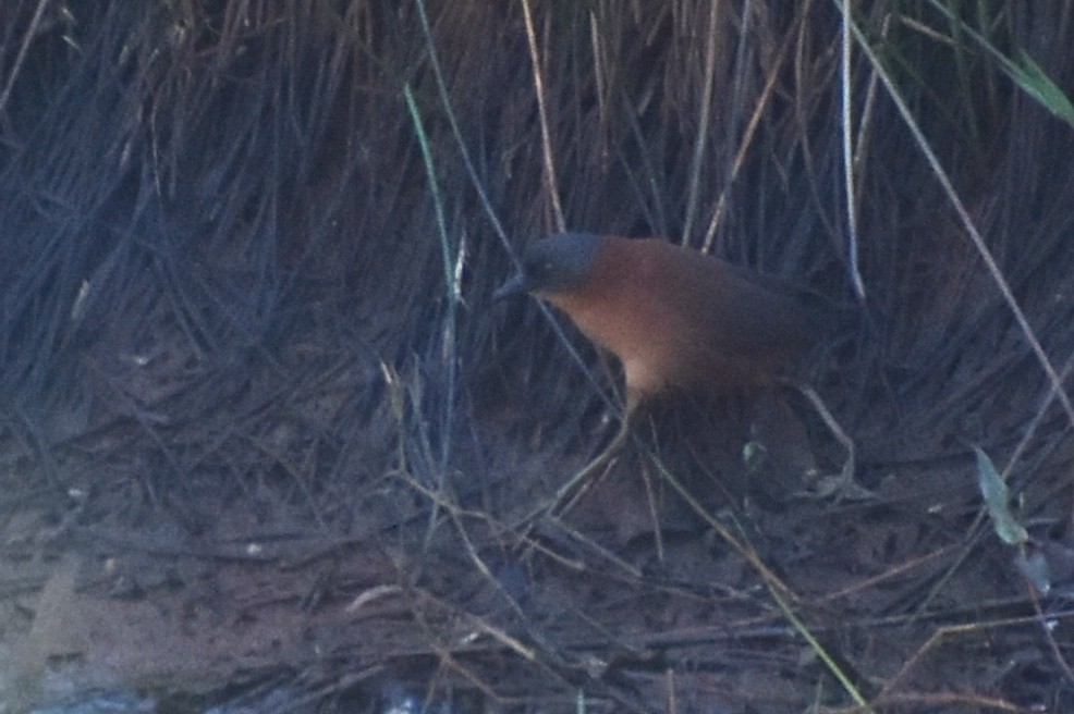 Ruddy Crake - ML140998671