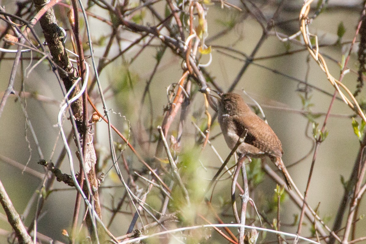 House Wren - Jacques Jobin