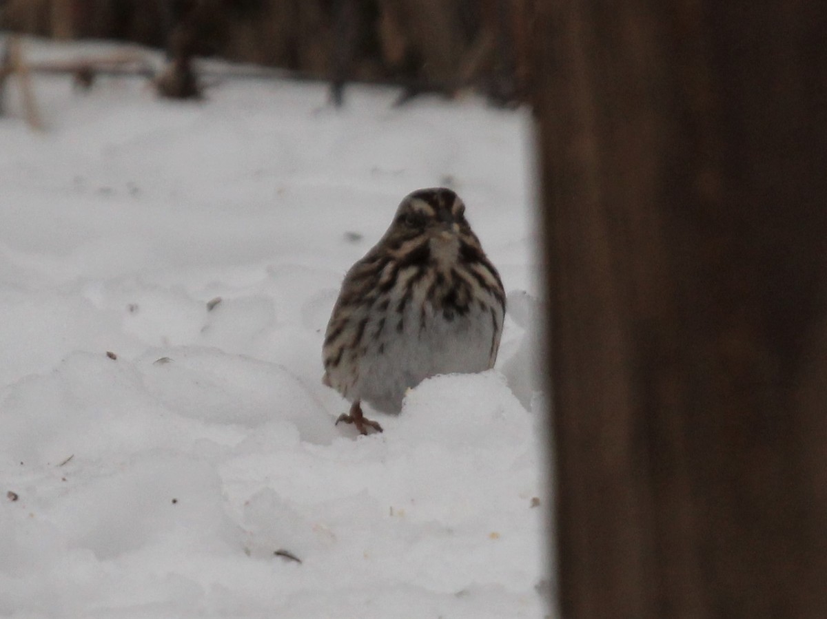 Song Sparrow - Dominick Fenech