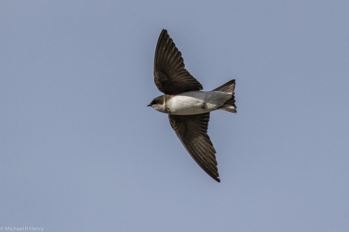 Tree Swallow - ML141000041