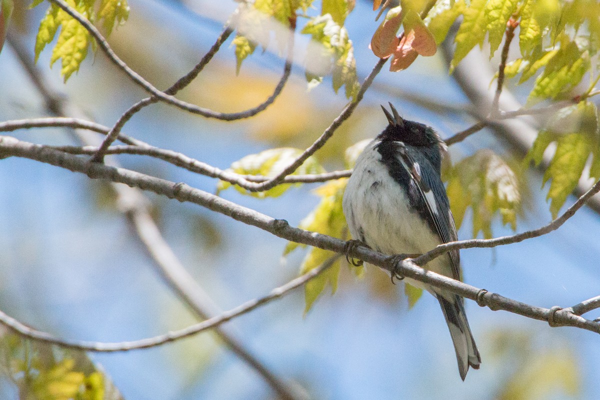 Black-throated Blue Warbler - ML141000151