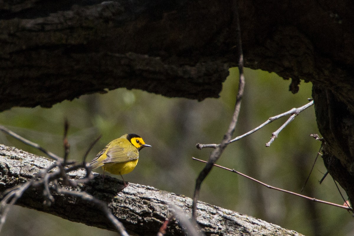 Hooded Warbler - ML141001151