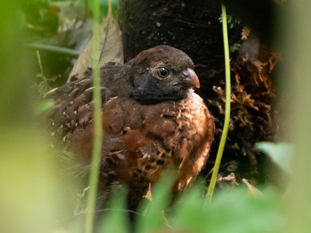 Black-eared Wood-Quail - ML141001591