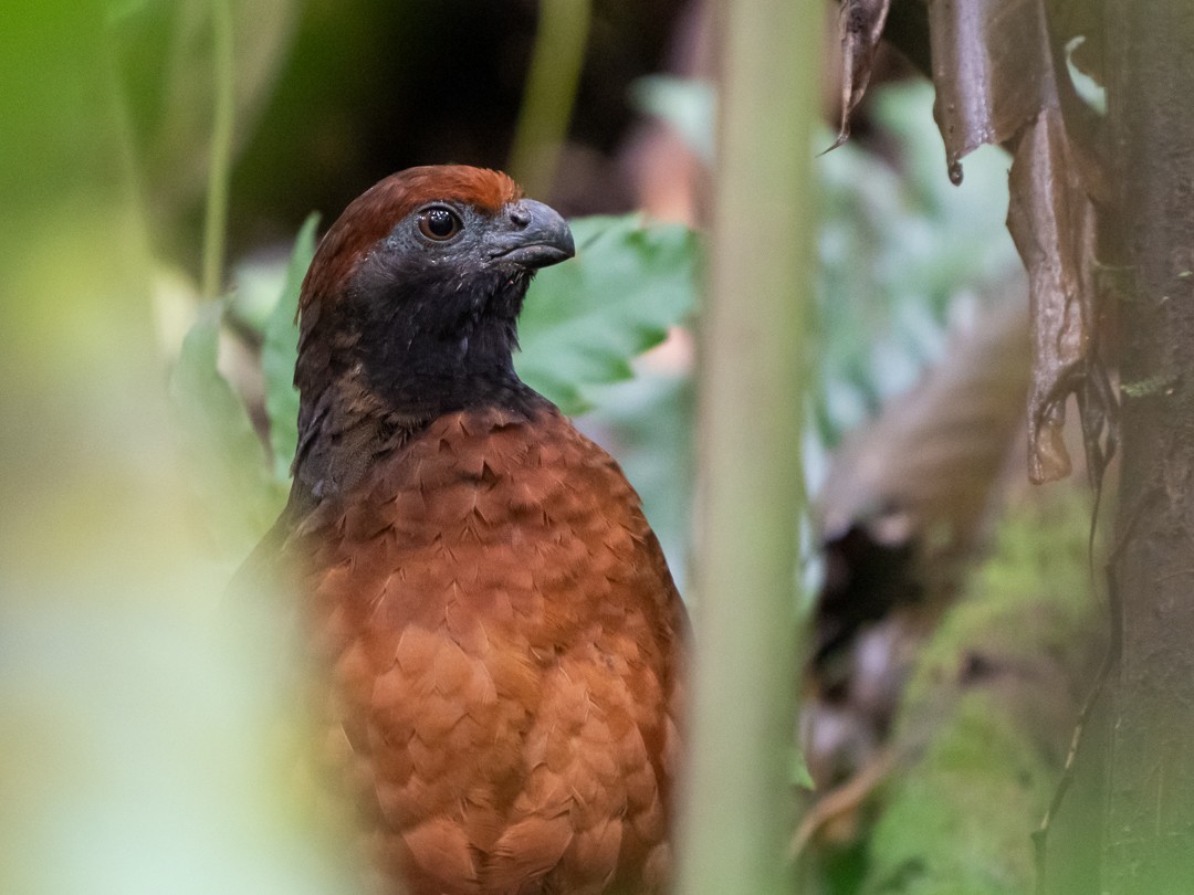 Black-eared Wood-Quail - ML141001811