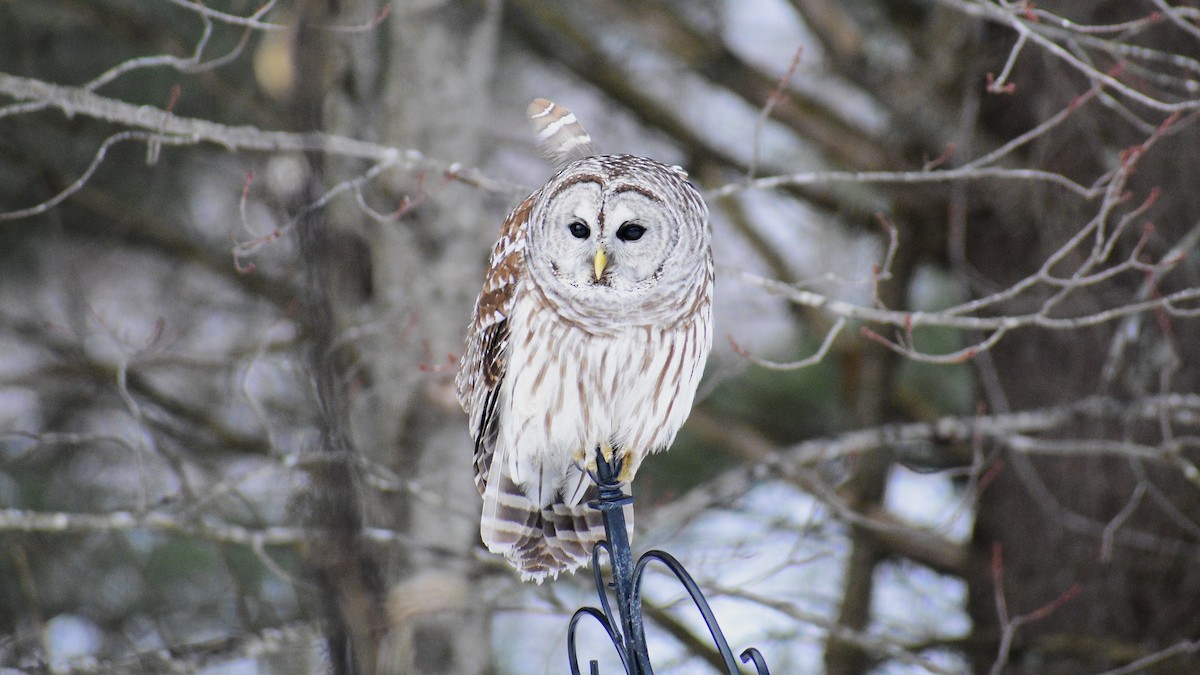 Barred Owl - ML141001901