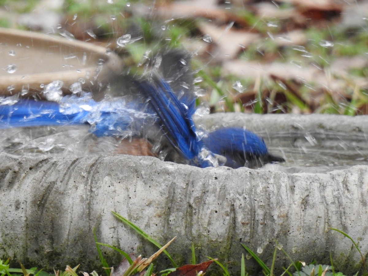 Eastern Bluebird - Kay Dantzler