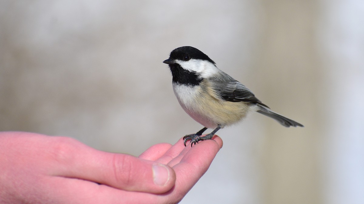 Black-capped Chickadee - G & B