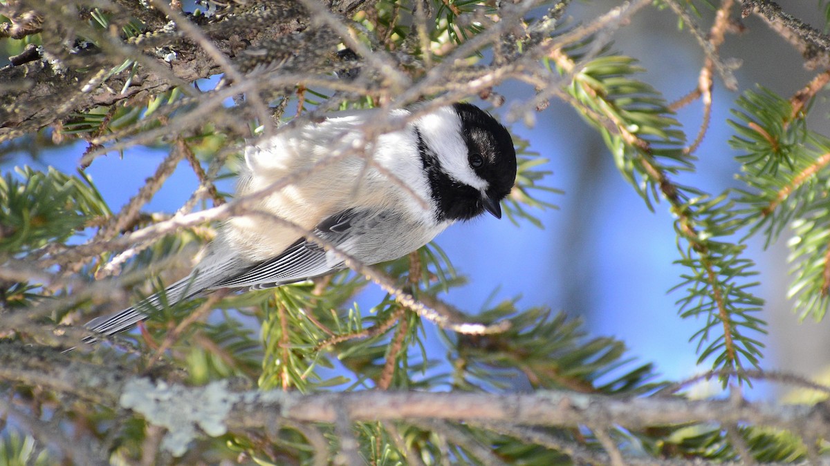 Black-capped Chickadee - ML141002101