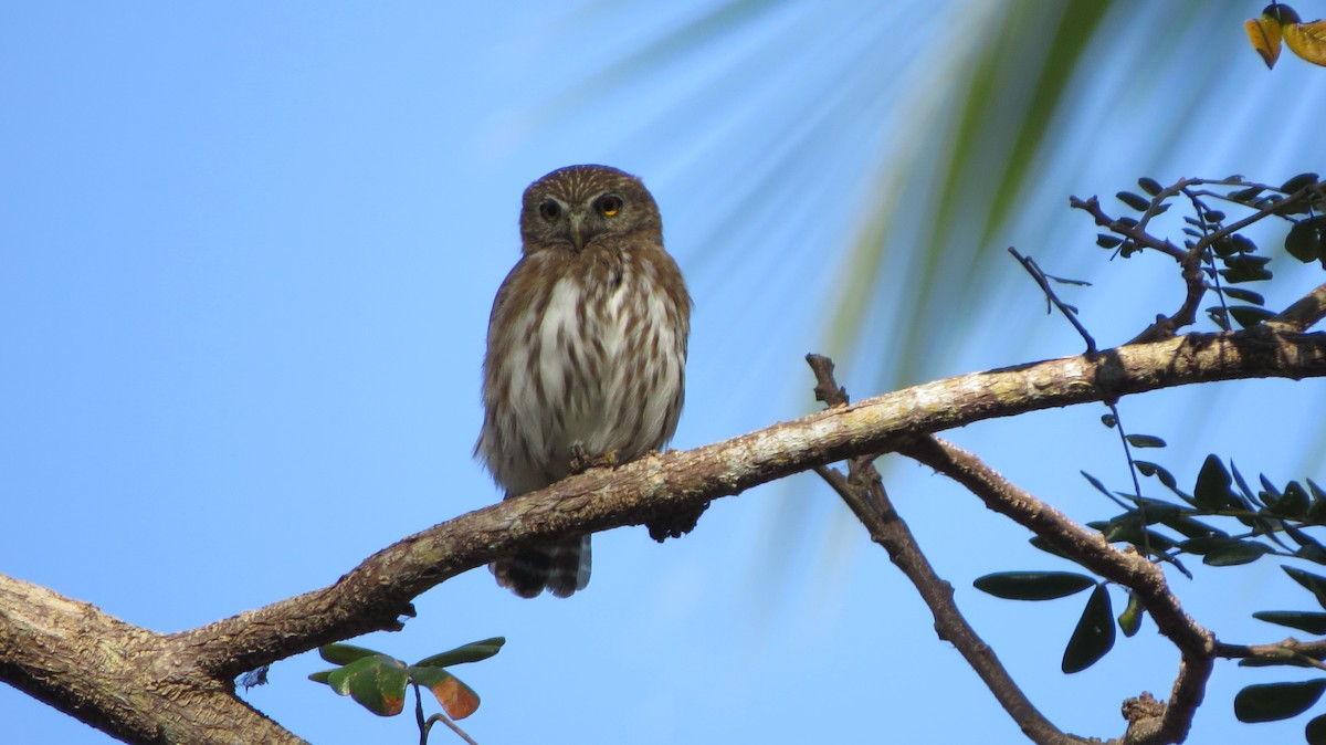 Ferruginous Pygmy-Owl - ML141002121