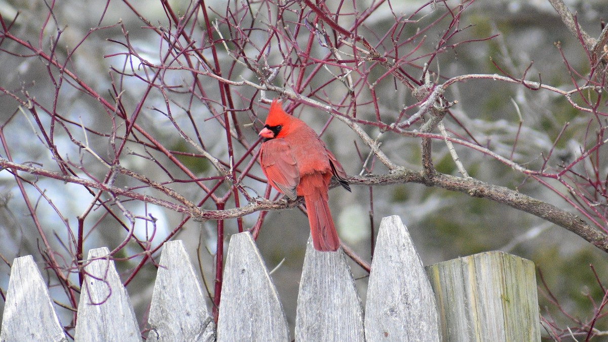 Cardinal rouge - ML141002161