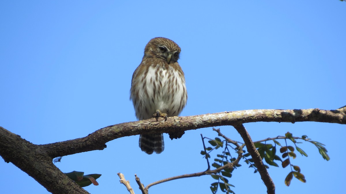 Ferruginous Pygmy-Owl - ML141002251