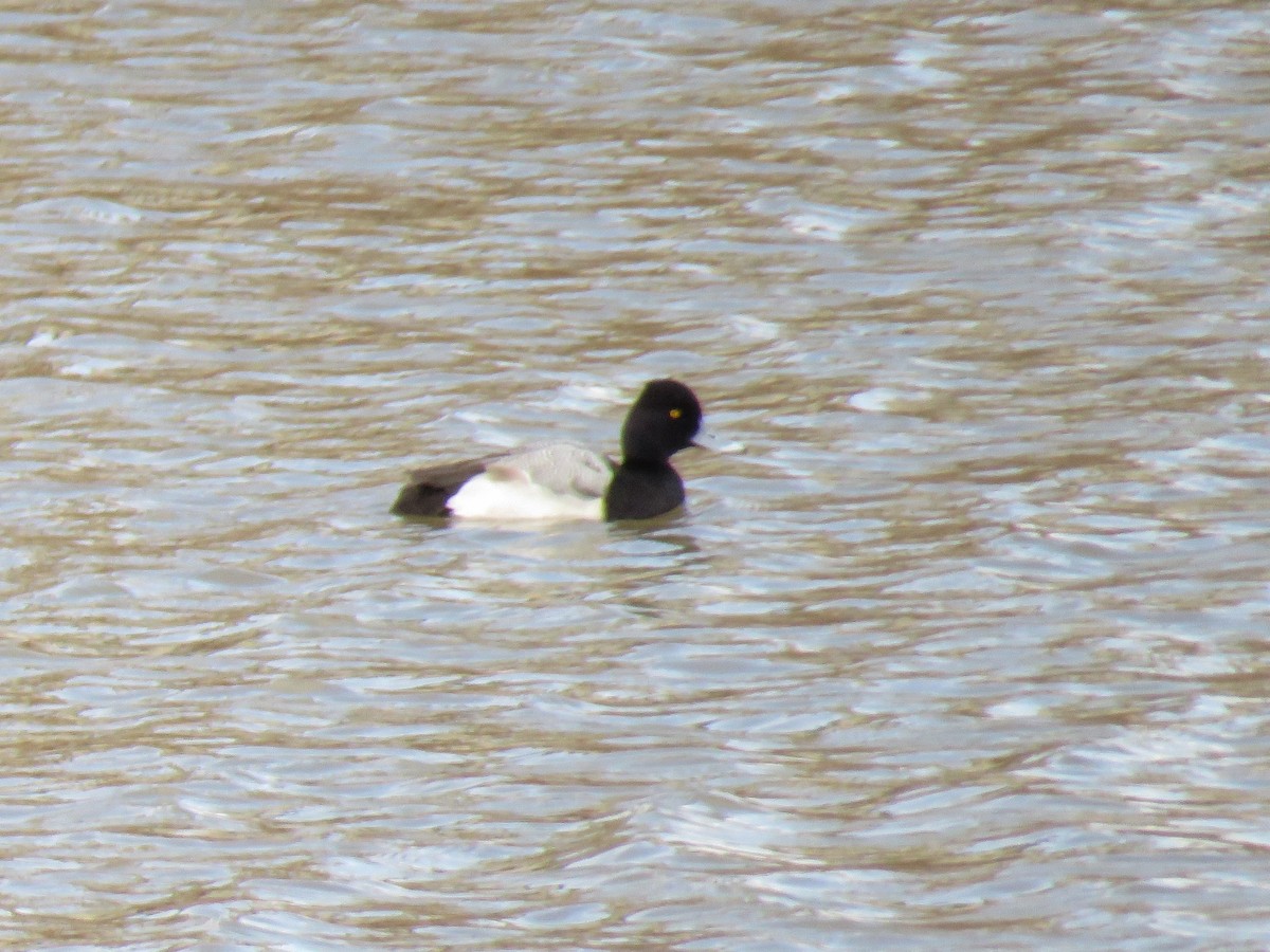 Lesser Scaup - ML141002501