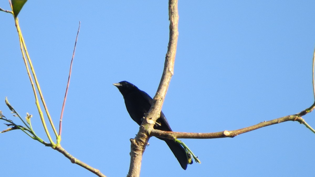 Melodious Blackbird - ML141003691