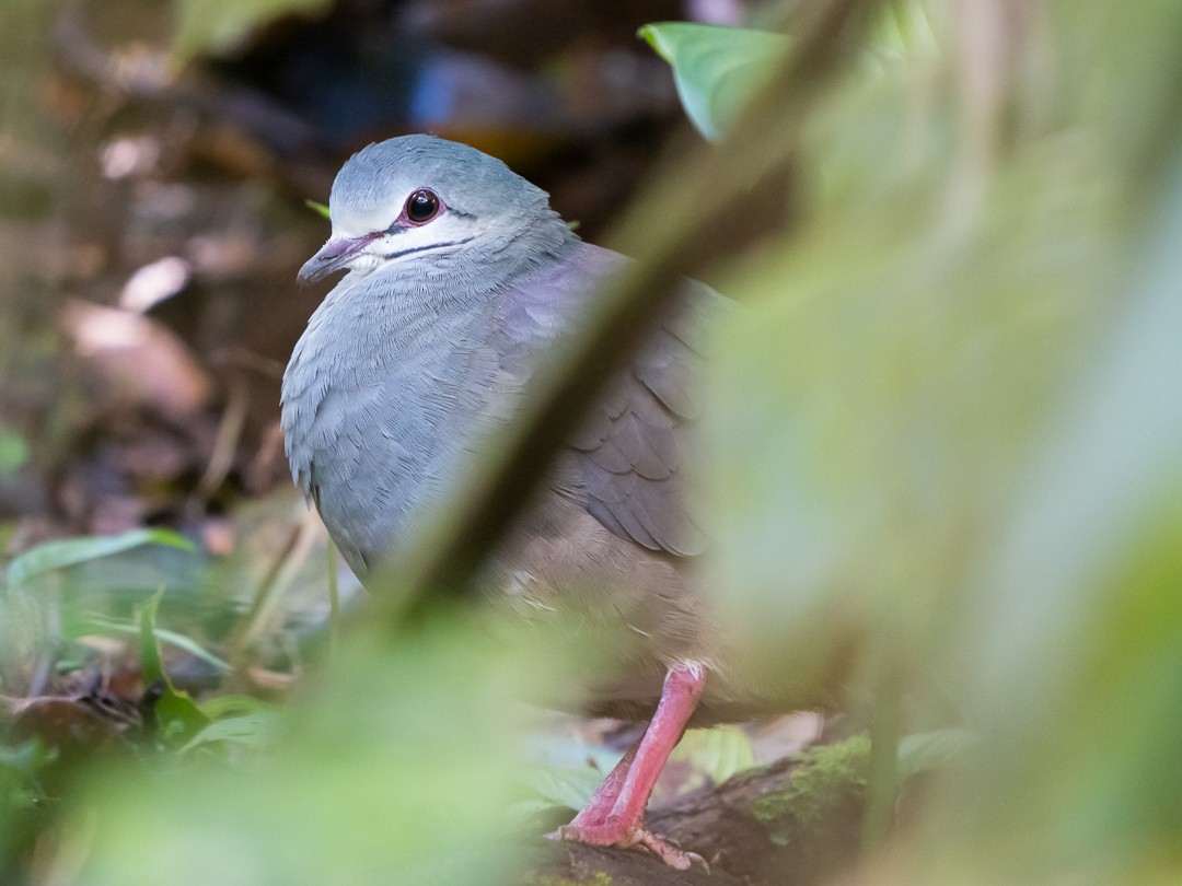 Purplish-backed Quail-Dove - Chris Fischer