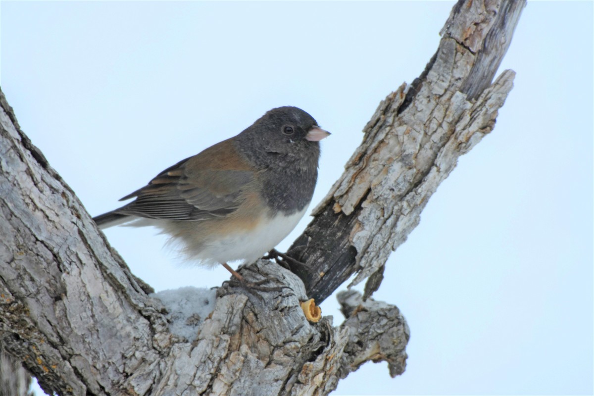 Dark-eyed Junco - ML141004861