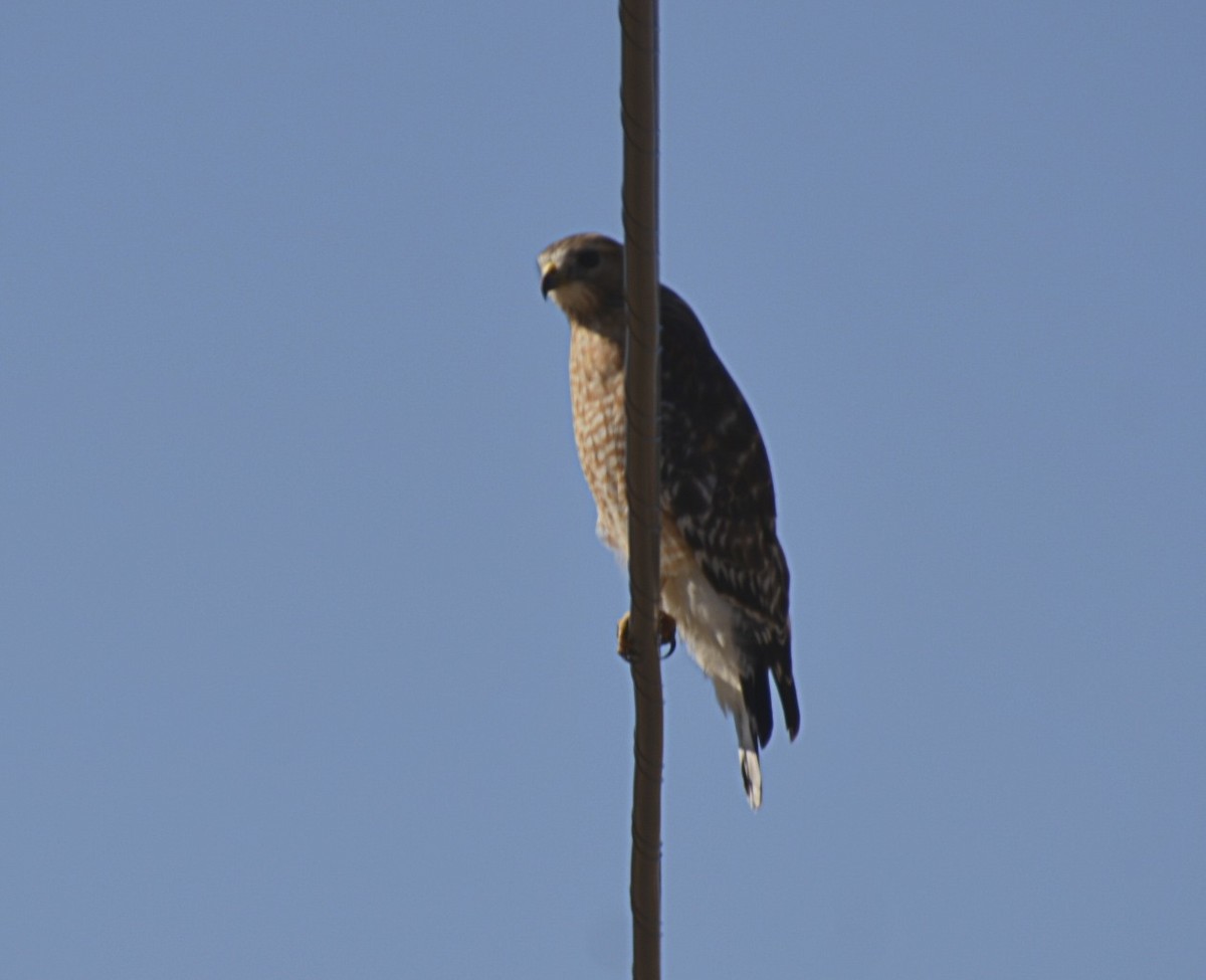 Red-shouldered Hawk - ML141004871