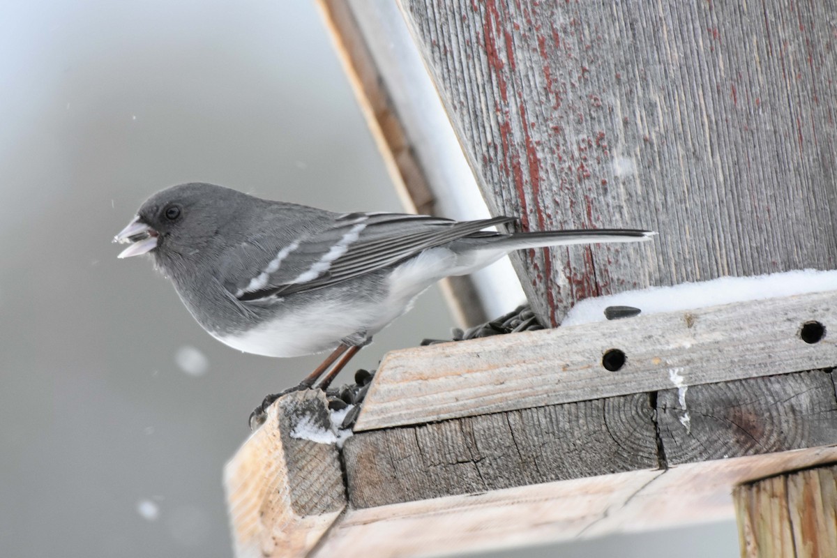 Dark-eyed Junco - ML141004941