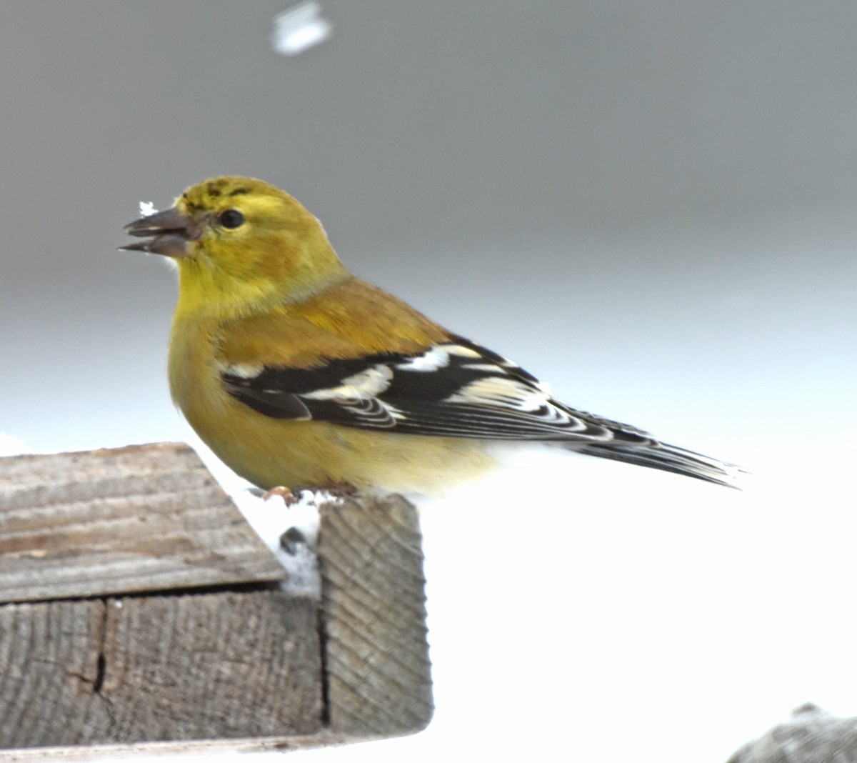 American Goldfinch - ML141005101