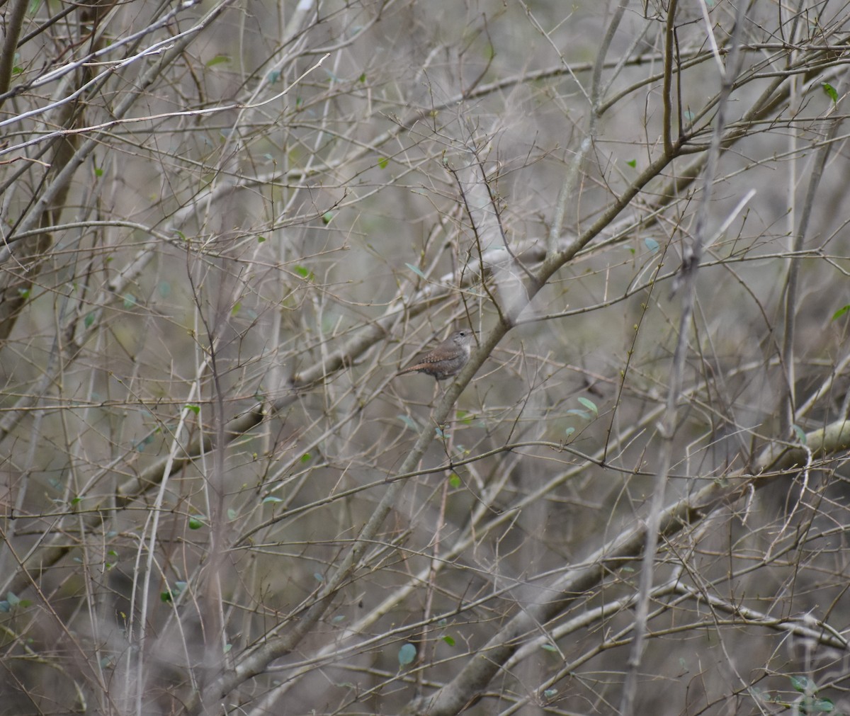 House Wren - ML141005641