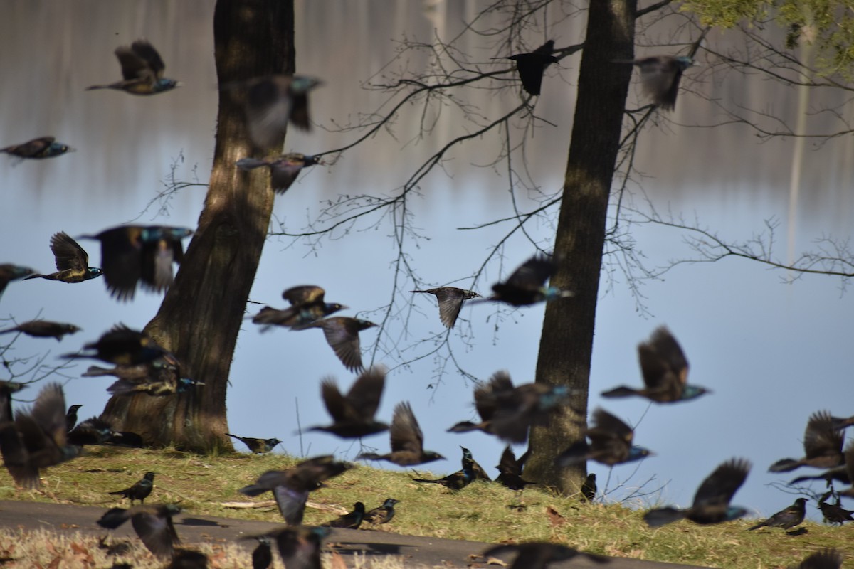 Common Grackle - ML141006581