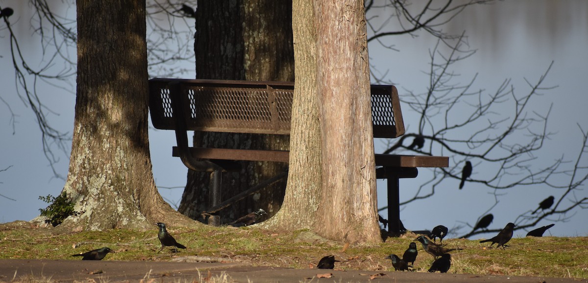 Common Grackle - ML141006591