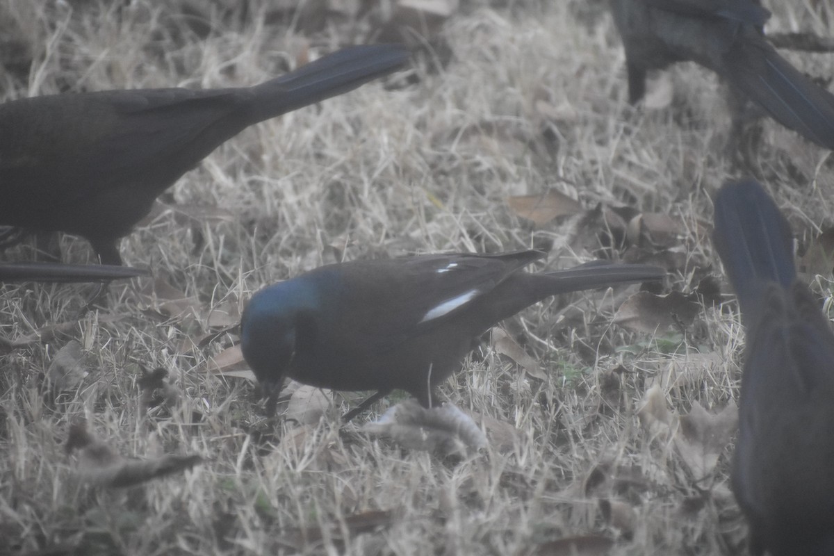 Common Grackle - ML141006601