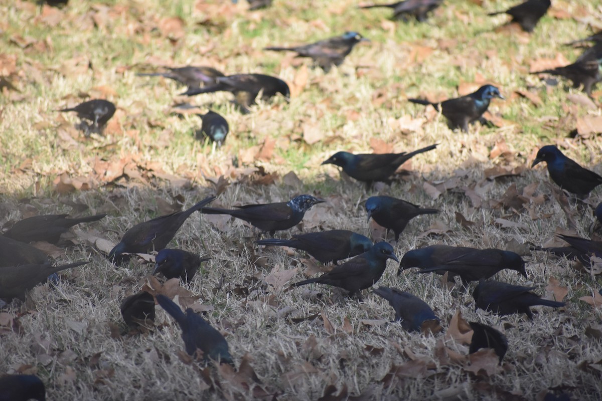 Common Grackle - ML141006611