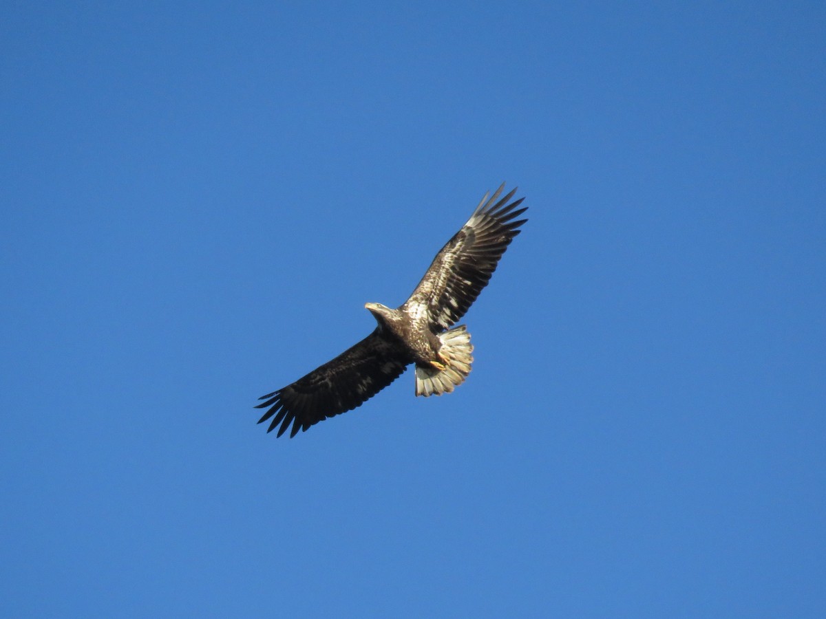 Bald Eagle - ML141007611