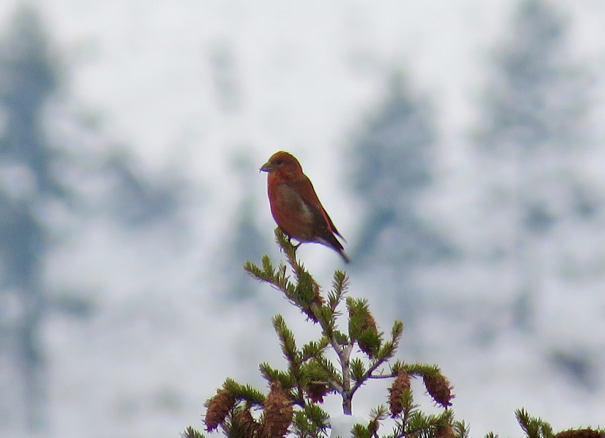 Red Crossbill - ML141007741