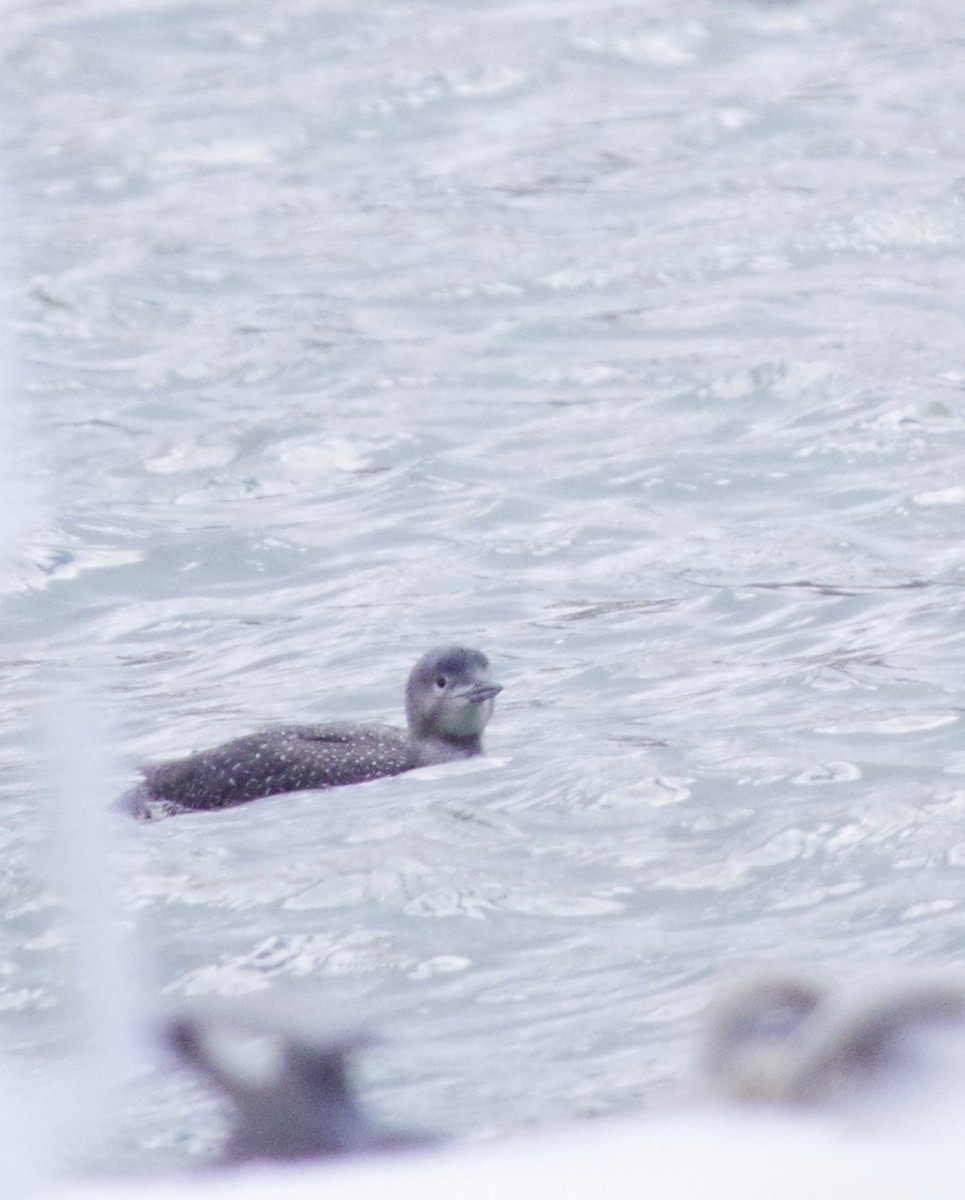 Red-throated Loon - ML141008211