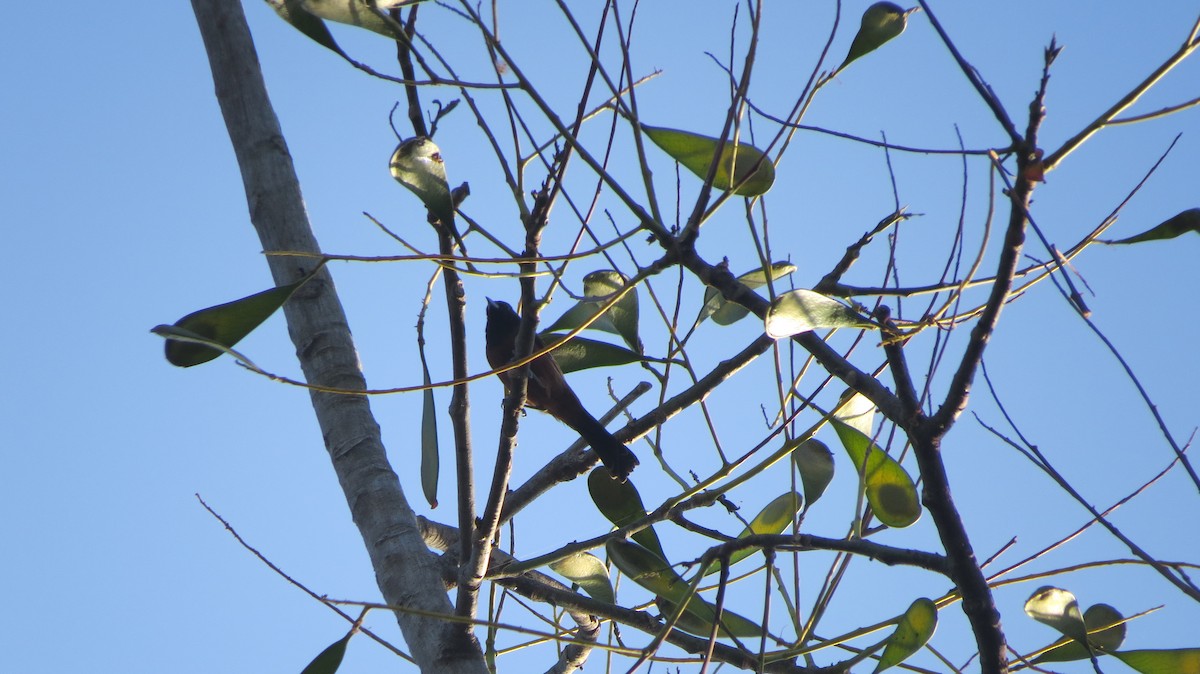 Orchard Oriole - ML141008371