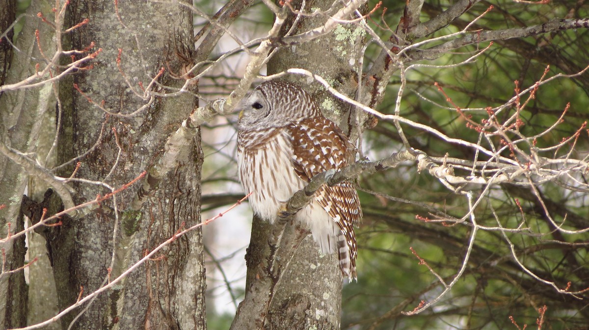 Barred Owl - ML141008391