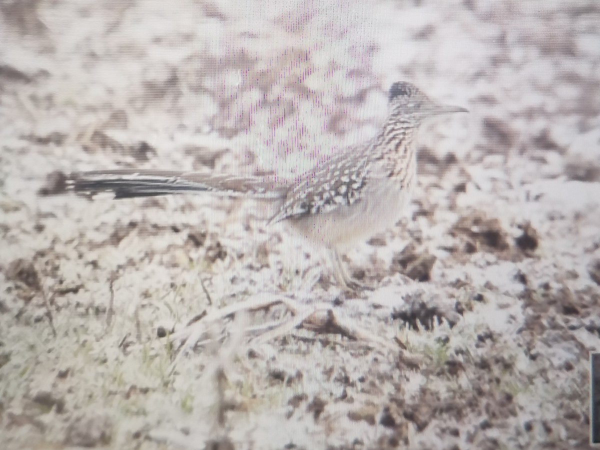 Greater Roadrunner - Reva Dow