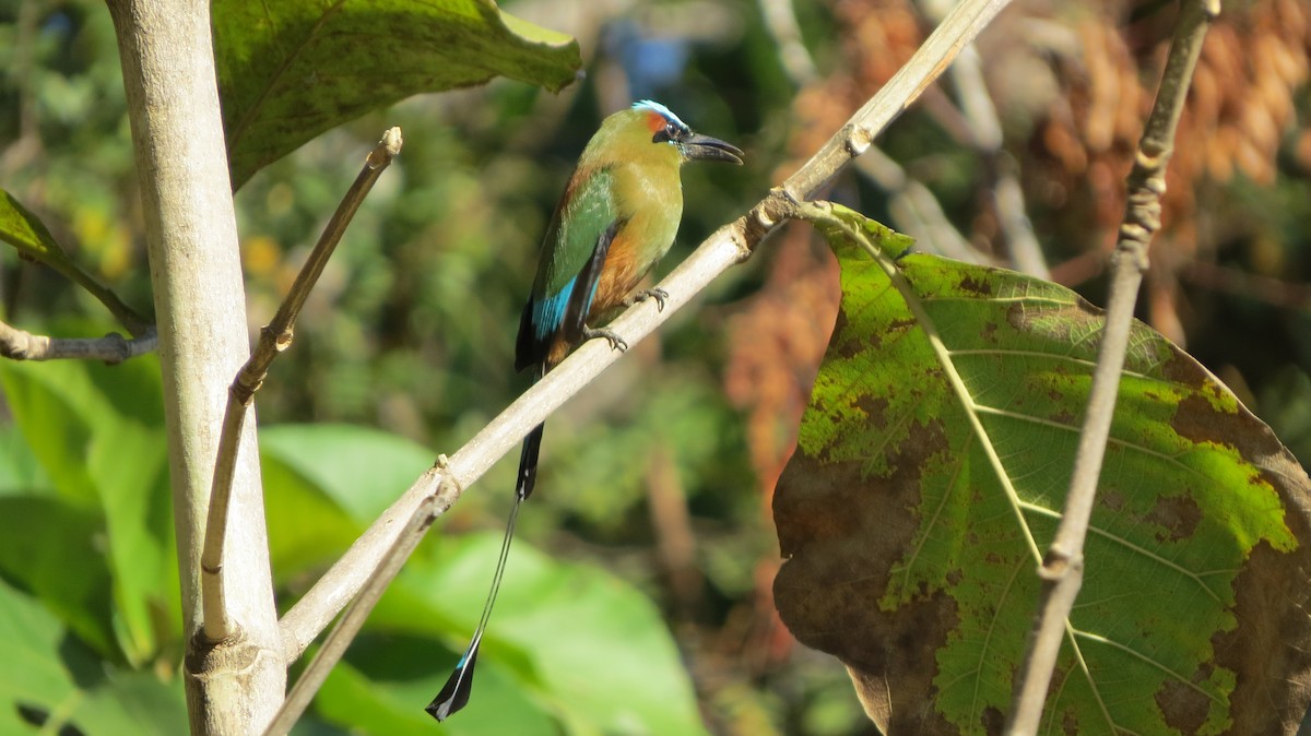 Turquoise-browed Motmot - ML141009371