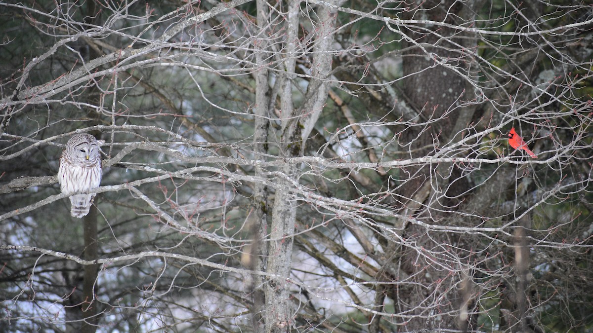 Barred Owl - ML141009951